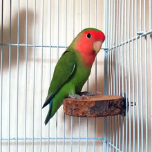 Load image into Gallery viewer, Apple Wood Parrot Stand and Swing Toy for Birds ITDinos®