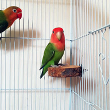 Load image into Gallery viewer, Apple Wood Parrot Stand and Swing Toy for Birds ITDinos®