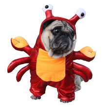 Lade das Bild in den Galerie-Viewer, Cat and Dog Costume for Halloween

