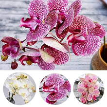 Load image into Gallery viewer, Artificial 6-Head Phalaenopsis Orchid
