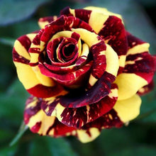 Lade das Bild in den Galerie-Viewer, Rare Rose Bonsai For Garden Planting (100 seeds/pkt) Itdinos

