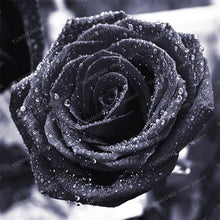 Lade das Bild in den Galerie-Viewer, Rare Rose Bonsai For Garden Planting (100 seeds/pkt) Itdinos
