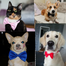 Load image into Gallery viewer, Pet Bow Tie Necklace Itdinos

