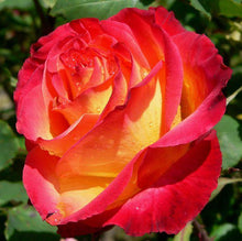 Lade das Bild in den Galerie-Viewer, Rare Rose Bonsai For Garden Planting (100 seeds/pkt) Itdinos
