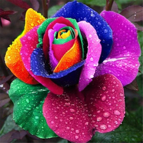 Rare Rose Bonsai For Garden Planting (100 seeds/pkt) Itdinos