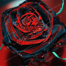 Lade das Bild in den Galerie-Viewer, Rare Rose Bonsai For Garden Planting (100 seeds/pkt) Itdinos
