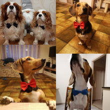 Load image into Gallery viewer, Pet Bow Tie Necklace Itdinos
